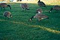 Canada geese in Shorline Park