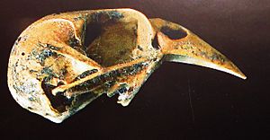 Carduelis triasi skull.JPG