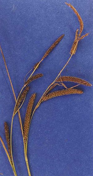Carexangustata.jpg