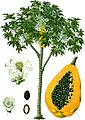 Carica papaya - Köhler–s Medizinal-Pflanzen-029