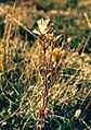 Castilleja kaibabensis