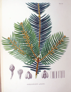 Cephalotaxus pedunculata SZ132