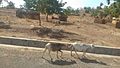 Chèvres en paturage dans le Nord du Cameroun