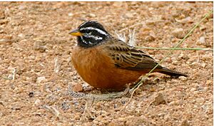 Cinnamon-breasted Bunting (Emberiza tahapisi) (16013897374)