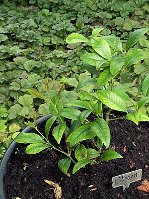 Citrus limon chlorosis