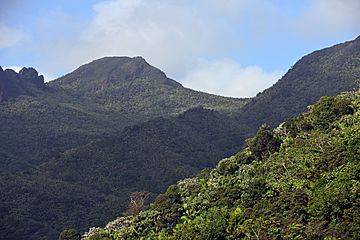 Clearer view of Yunque's top from the Yokahú Tower.jpg