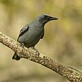 Common Cicadabird - Crossroads Reserve