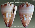 Conus venulatus 3
