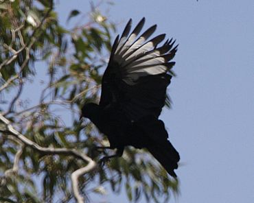 Corcorax melanorhamphos -Brisbane Ranges National Park-8.jpg