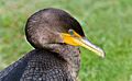 Cormorant Sunning (197123885)