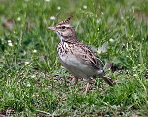 Crested lark Facts for Kids