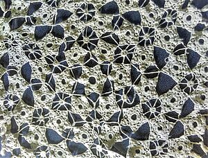 Crochet white tablecloth
