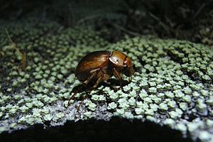 Cromwell chafer beetle