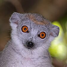 Crowned lemur (Eulemur coronatus) female head
