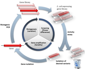 DE cycle