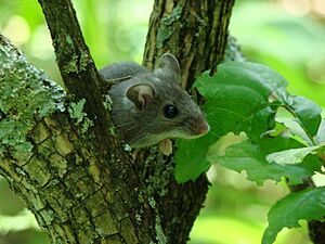 Deer Mouse in Tree (6438329699)