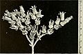 Dudleya stolonifera flowers from type description