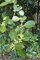 Elaeodendron australe