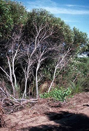 Eucalyptus calcicola habit
