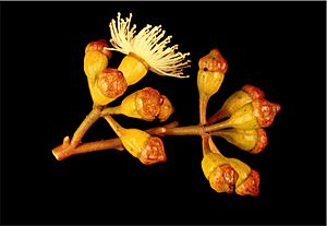 Eucalyptus cyclostoma buds