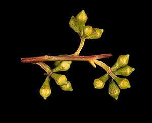 Eucalyptus grandis buds
