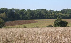 Fields backed by woodland - geograph.org.uk - 971344