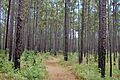 Francis Marion NF1
