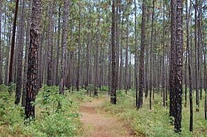 Francis Marion NF1