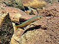 Galaxias fontanus 252768231