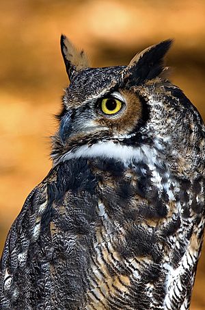 Great-horned-owl-15b