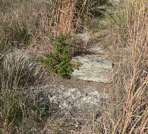 Gregory Buttes steps (Gregory SD) detail 1