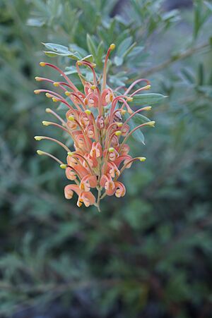 Grevillea Sunrise