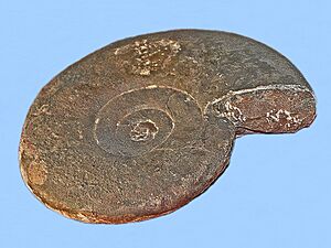 Gymnitidae - Gymnites incultus-001