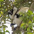 Hill's ruffed lemur (Varecia variegata editorum) male
