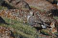 Himalayan Snowcock from Ladakh