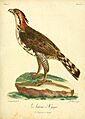 Histoire naturelle des oiseaux d'Afrique (8597075147)