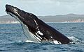 Humpback Whale fg1 cropped.JPG