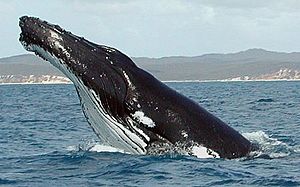 Humpback Whale fg1 cropped