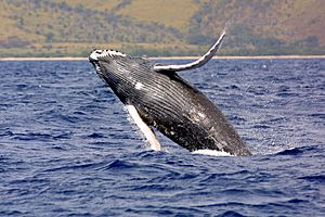 Humpback whale noaa