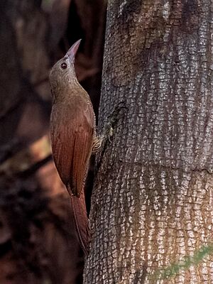 Hylexetastes stresemanni Bar-bellied Woodcreeper; Porto Velho, Rondônia, Brazil (cropped).jpg