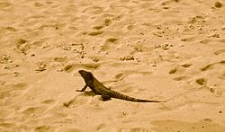 Iguana-in-Isla-Iguana-Wildlife-Refuge-Panama