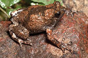Kaloula kalingensis (KU 330273) from forests below the crater of Mt. Cagua - ZooKeys-266-001-g034.jpg