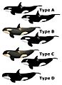Killer Whale Types