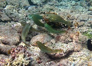 Leptoscarus vaigiensis mâles (avec la bande latérale blanche) et femelles.jpg