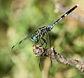 Male Orthetrum stemmale 004990-1