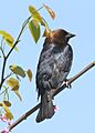 Malecowbird