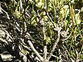 Melaleuca concreta (fruits)