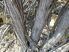 Melaleuca halmaturorum (bark)