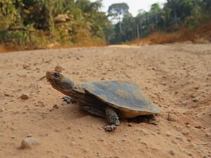 Mesoclemmys raniceps 12220598.jpg