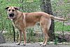 Mountan Laurel Ajax the Chinook dog